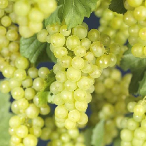 Vynuogė( lot. Vitis) Bianca