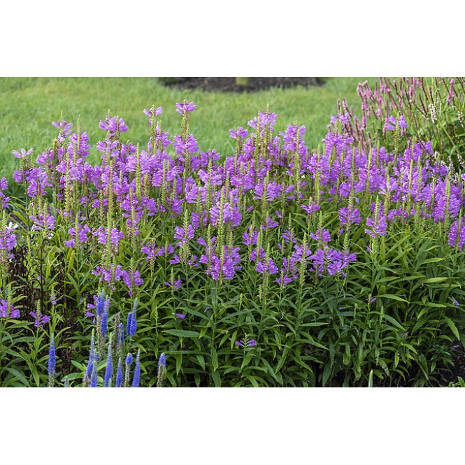  Pūstatauris virgininis (lot.Physostegia virginiana) Vivid