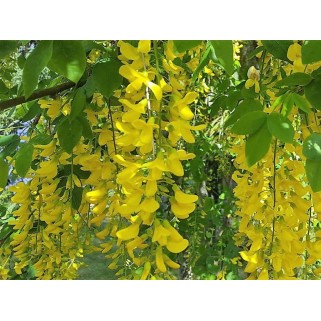 Pupmedis ( lot. Laburnum watereri) Vossii