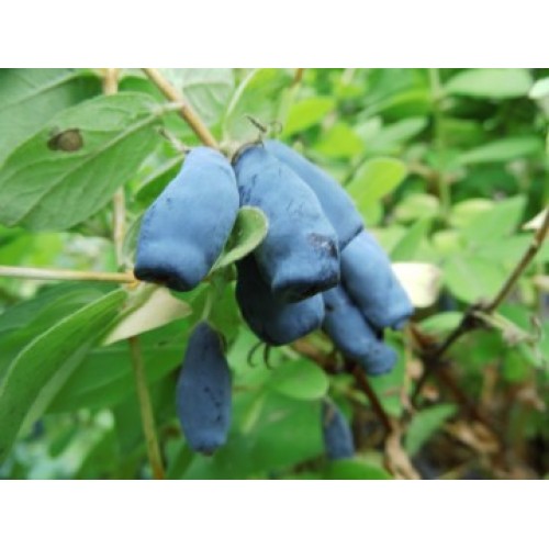 Sausmedis kamčiatkinis ( lot. Lonicera kamtschatica)  Vostorg