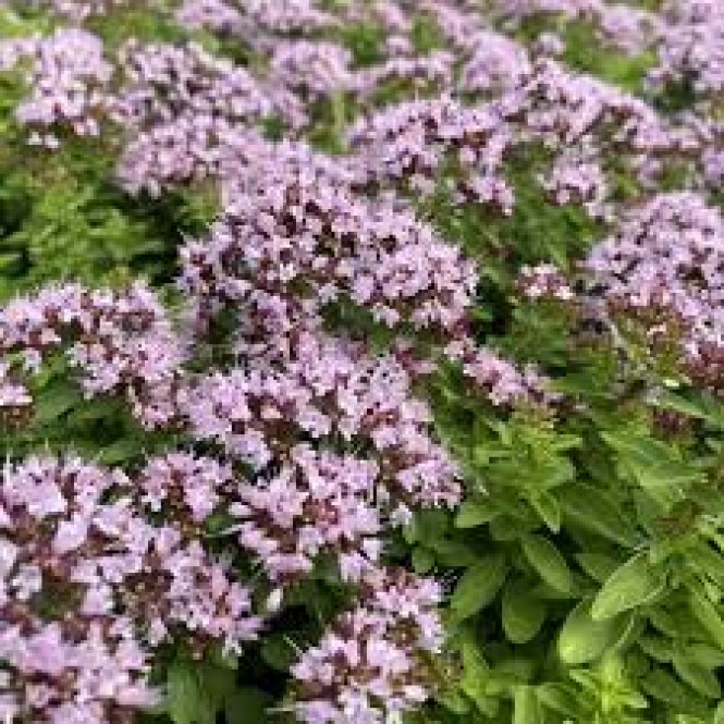 Raudonėlis ( lot. Origanum vulgare)