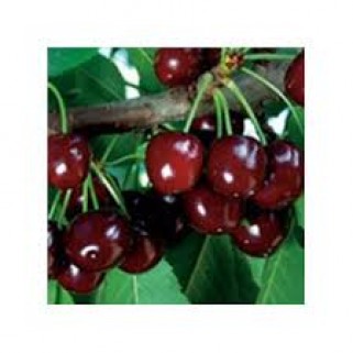 Vyšnia ( lot.Prunus cerasus) Vytėnų žvaigždė