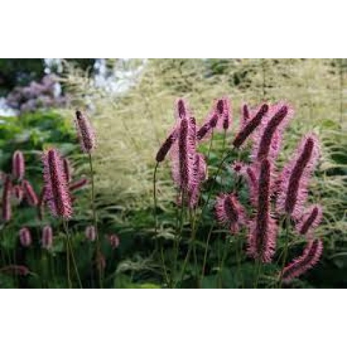 Kraujalakė menzio (lot. Sanguisorba menzessi)  Wake up