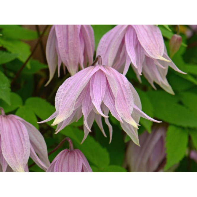 Raganė ( lot.Clematis atragene)  Pink Dream 