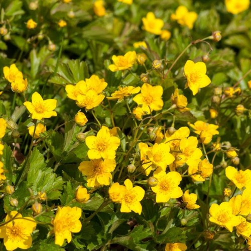 Trilapė valdšteinija ( lot. Wldsteina ternata) 