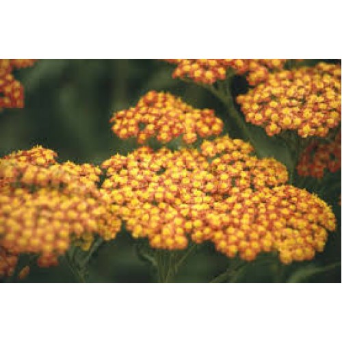 Kraujažolė paprastoji (lot. Achillea millefolium)  Walther Funcke 