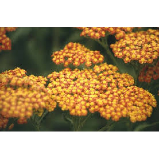 Kraujažolė paprastoji (lot. Achillea millefolium)  Walther Funcke 
