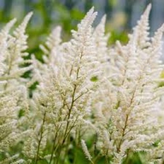 Astilbė  (lot. Astilbe japonicum ) Washington