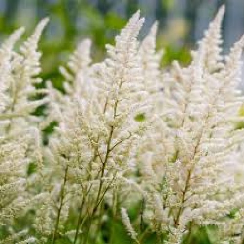Astilbė  (lot. Astilbe japonicum ) Washington