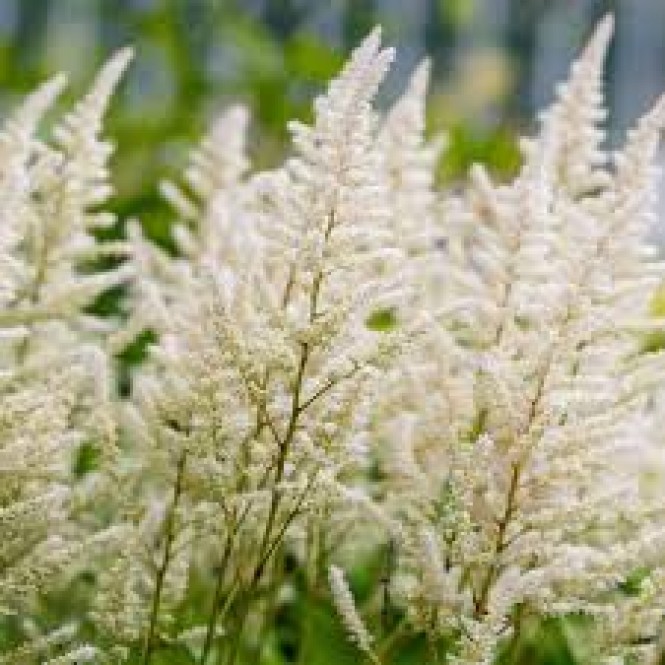 Astilbė  (lot. Astilbe japonicum ) Washington