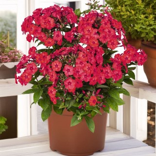 Flioksas ( Phlox paniculata)  Flame Watermelon