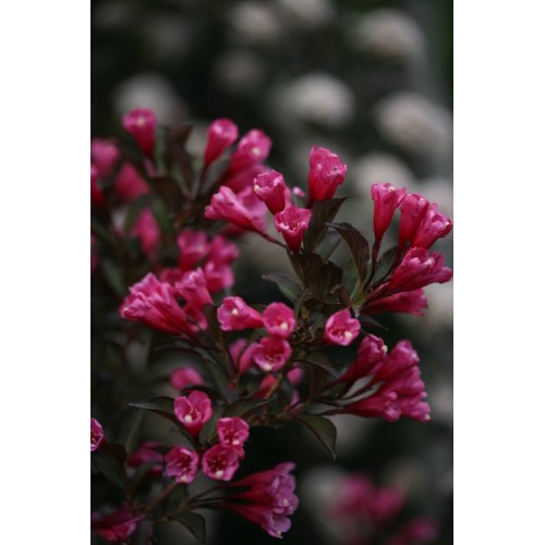 Veigelė gražiažiedė (lot. Weigela florida)  WINE & ROSES Alexandra