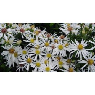 Astras erikinis ( lot. Aster ericoides) Weisser Zwerg