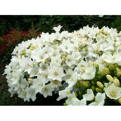 Katilėlis karpatinis (lot. Campanula carpatica) Weisse Clips