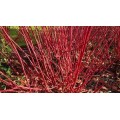 Sedula baltoji ( lot. Cornus alba) Westonbirt