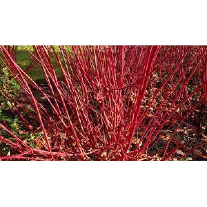 Sedula baltoji ( lot. Cornus alba) Westonbirt