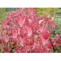 Sedula baltoji ( lot. Cornus alba) Westonbirt