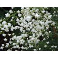 Vingiris sparnuotasis (lot. Thalictrum delavayi) Splendide White