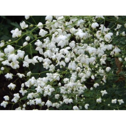 Vingiris sparnuotasis (lot. Thalictrum delavayi) Splendide White