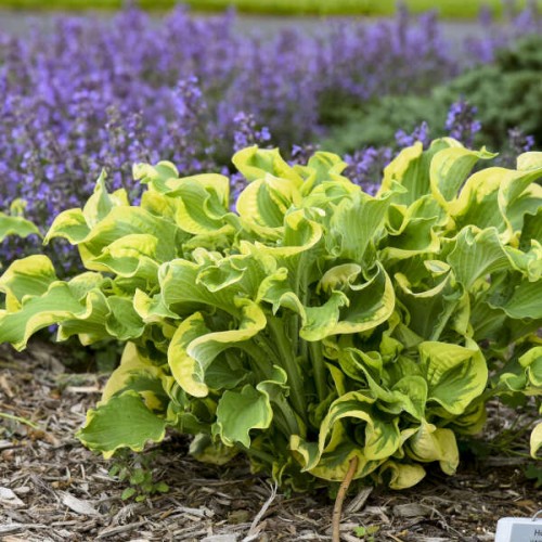 Melsvė ( lot. Hosta) Shadowland Wheee