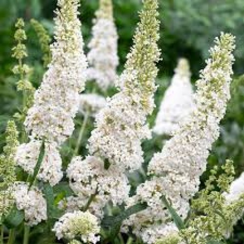 Budlėja ( lot. Buddleja davidii) White Profusion