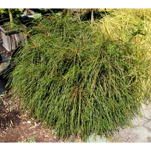 Tuja didžioji ( lot. Thuja plicata) Whipcord