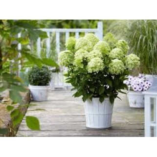 Hortenzija šluotelinė ( lot. Hydrangea paniculata) Whitelight