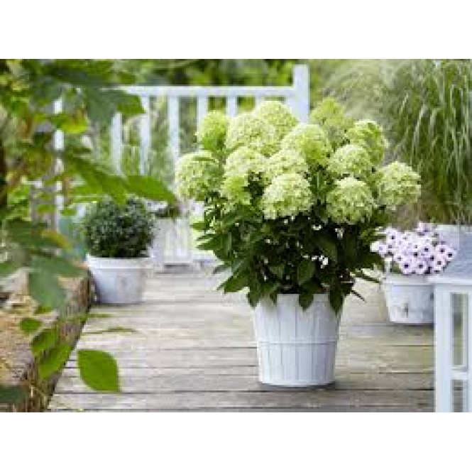 Hortenzija šluotelinė ( lot. Hydrangea paniculata) Whitelight