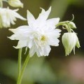 Sinavadas  (lot.Aquilegia vulgaris) White Barlow