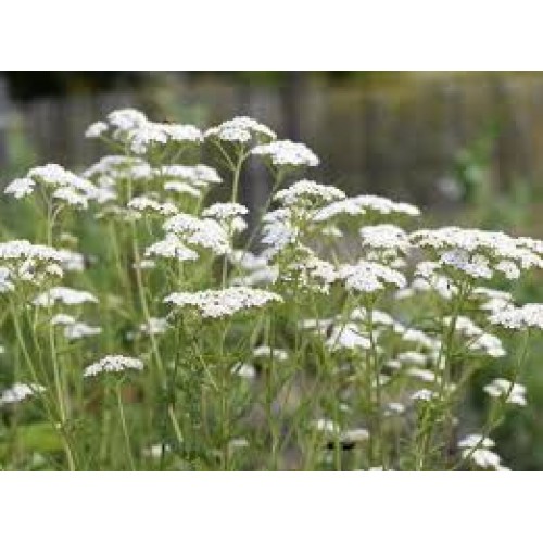 Kraujažolė paprastoji (lot. Achillea millefolium)  White Beauty