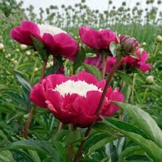 Bijūnas ( lot. Peonia lactiflora) White Cap , 2025 ruduo