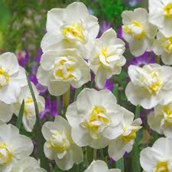 Narcizas didžiažiedis ( lot. Narcissus)  White Cheerfulness, 50 vnt