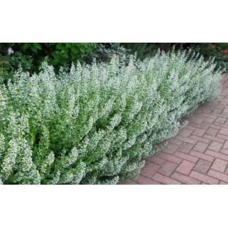 Girmėtė vaistinė (lot. Calamintha nepeta) White Cloud