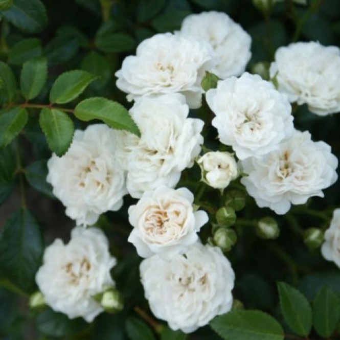 Rožė ( lot. Rosa ) White Fairy