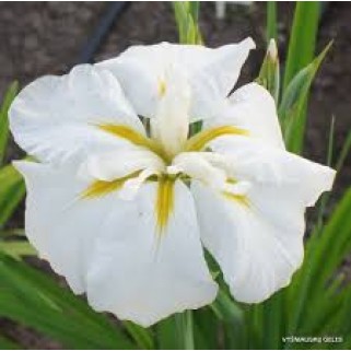 Vilkdalgis japoninis (lot. Iris ensata) White ladies