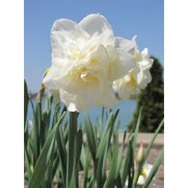 Narcizai pilnaviduriai  ( lot. Narcissus)  White Lion, 5 vnt Narcizai pilnaviduriai  ( lot. Narcissus)  White Lion, 5 vnt