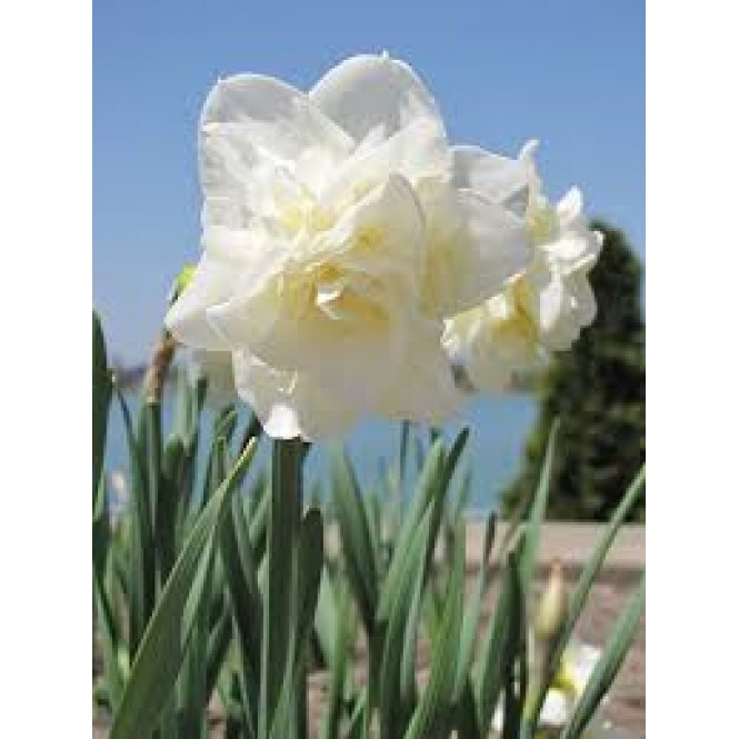 Narcizai pilnaviduriai  ( lot. Narcissus)  White Lion, 5 vnt