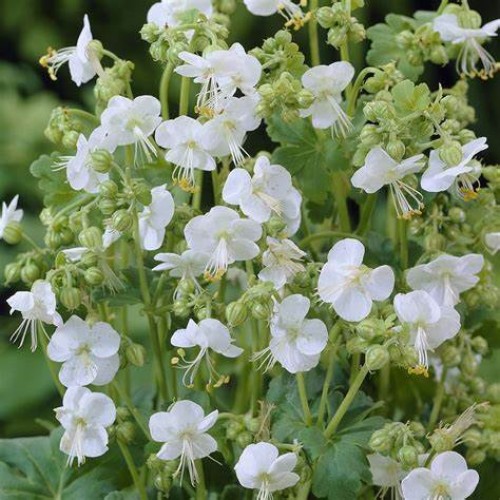 Snaputis stambiašaknis (lot. Geranium x macrorrhizum) White Ness (Mount Olympus White)