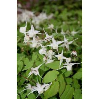 Epimedis  (lot. Epimedium grandiflorum) White Queen