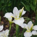 Vilkdalgis sibirinis  (lot. Iris sibirica) White Swirl