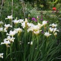 Vilkdalgis sibirinis  (lot. Iris sibirica) White Swirl