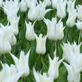 Tulpės  White Triumphator 5 vnt Tulpės  White Triumphator 5 vnt