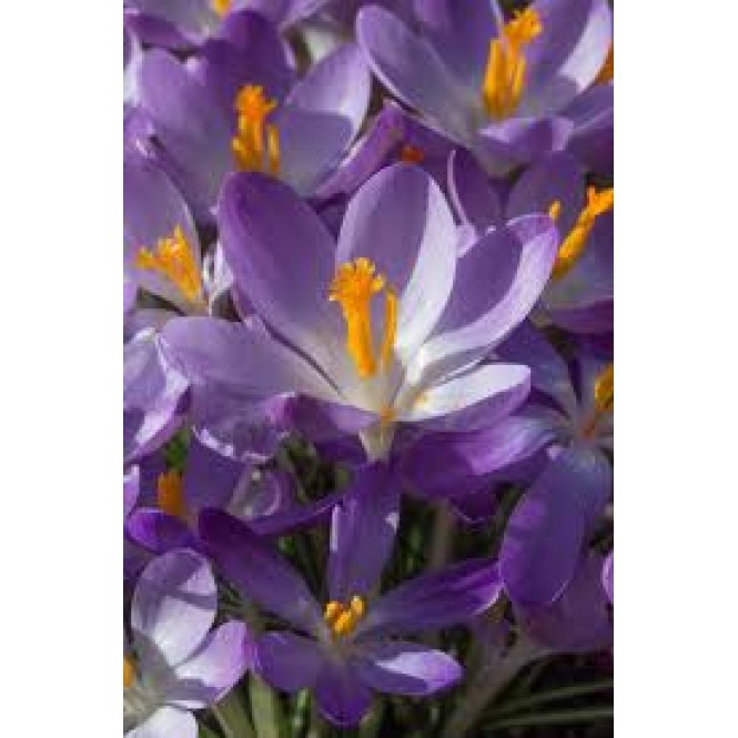 Krokai auksažiedžiai (lot. Crocus tommasianus) Whitewell Purple, 10 vnt