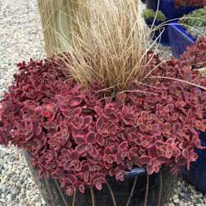 Šilokas  ( lot. Sedum hybrid) Sunsparkler Wildfire