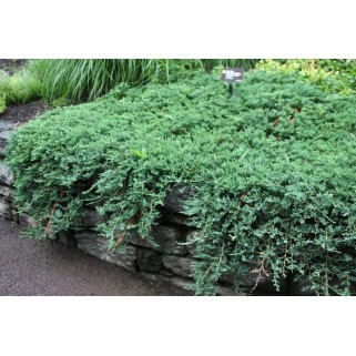 Kadagys gulsčiasis( lot. Juniperus horizontalis)  Blue Moon