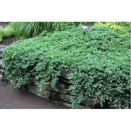 Kadagys gulsčiasis( lot. Juniperus horizontalis)  Blue Moon