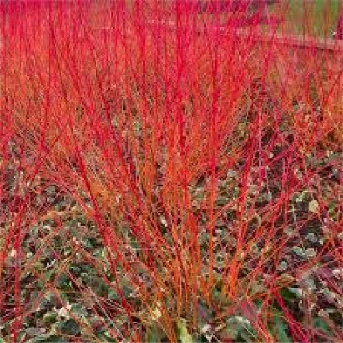 Sedula raudonoji (lot. Cornus sanguineum)  Annys Winter Orange