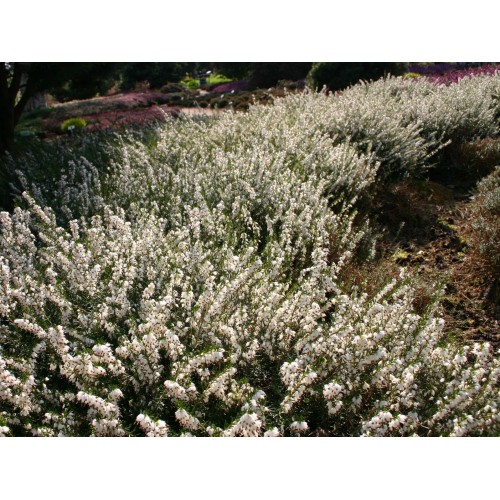 Erika pavasarinė (lot. Erica darleyensis ) White Perfection	