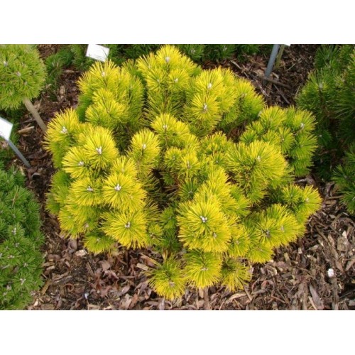 Pušis kalninė ( lot. Pinus mugo )  Winter gold