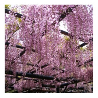 Visterija ( lot. Wisteria floribunda) Kuchi Beni